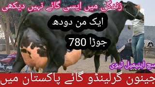 03466152628| girlando cow for sale on Such animal tv| girlando cow in Pakistan| girlando cow farm|