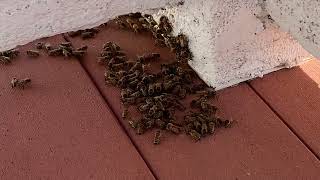 Honey bees entrance from above