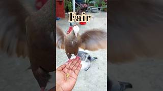 Mukkhi Pigeon Tries to Land but Doesn't #pigeon #pets #birds #ytshorts