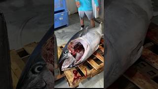 200kg Tuna Gets Sold and Processed #fishing #shorts