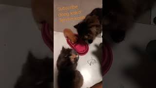 lihat kucing persia makan #kucinganggora #kucingcomel #kucingimut #kucingoren #kucing