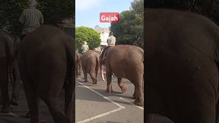 Gajah#anak #animals #gajah #kebunbinatang #anakanak#shorts #short #shortvideo #feedshorts