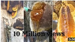 Honey #tamil# video # கொம்பு தேன்