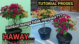 PROSES HAWAY UNTUK TAMPIL CANTIK