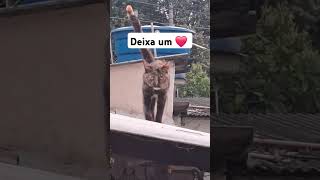 #motivacional #motivação #nandopinheiro #viralvideo #cat #adoteumgato #gatos #adote #catlover #adote