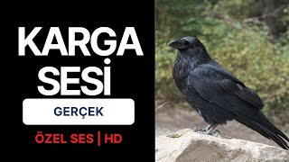 KARGA SESİ GERÇEK | HD |°ÖZEL SES° | KARGA ÖTÜŞÜ |