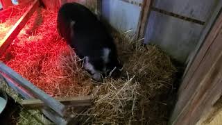 Gilley the Kunekune pig farrowing #2