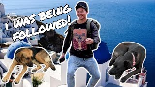 Stray Dogs Followed Me In A Greek Island