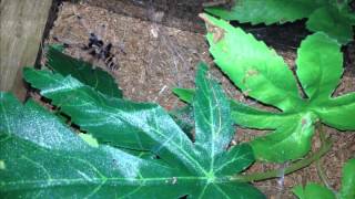 Green Bottle Blue (Chromatopelma Cyaneopubescens) sling webbing up