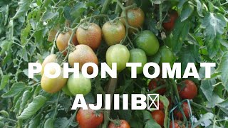 pohon tomat 🍅 ajiiiiiiiiibbb bener alhamdulillah #tomato #fyp #sayuran #viral #video #videoviral