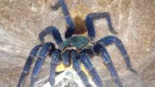 Greenbottle Blue (Chromatopelma Cyaneopubescens) tarantula feeding