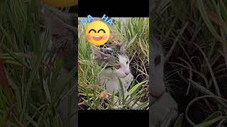 funny cat video | New Funniest Animals Videos 2024. #cat #funny_cats #ytshorts