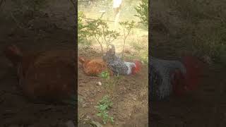 sweet couple having a sand bath🤭😍 #shorts #chicken