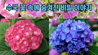 수국 꽃 속에 숨겨진 비밀 이야기