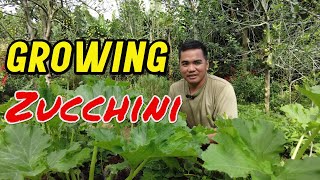 Growing Zucchini