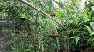 Grass seed feeding the finches up close.