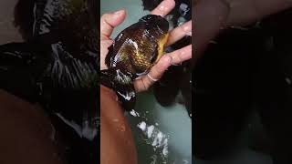 Ikan koki jumbo paket murah #banyuwangi #ikankoki #koi