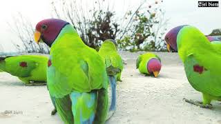 very sweet birds enjoying supermeal