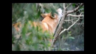 Dingo Howls at Euroka Campground Glenbrook