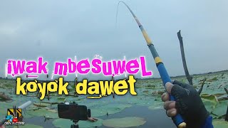 Waduk Rancang Part 2 || Mencoba ke tengah waduk ikannya semakin siang semakin haaauuupp