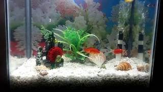 How To Set up fish aquarium - Fish Tank Setting