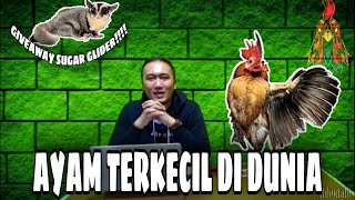 Ayam hias paling kecil - Ayam serama yang cantik