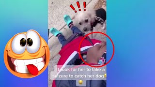 【HOW TO VIDEO】THIS IS HOW TO TRICK A DOG!!! (DOGS, CATS AND ANIMALS)