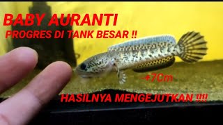 TERLAU BARBAR !! HASIL MENGEJUTKAN PROGRES CHANNA BEBY AURANTI DI TANK GEDE, MENGEJUTKAN #auranti