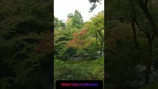 Tofukuji Temple   Autumn leaves