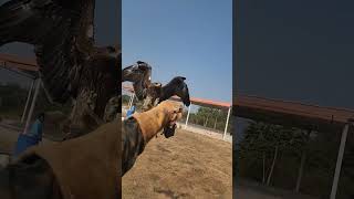 Black kite landing in slow motion