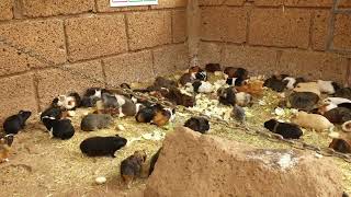 Tenerife Monkey Park - feeding army of guinea pigs