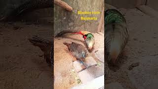 #Peternakan Ayam Golden Pheasant Mojokerto  https://www.facebook.com/blank.on.1656