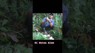 BENTUK BIJI BUAH BEDURU DI HUTAN ALAM