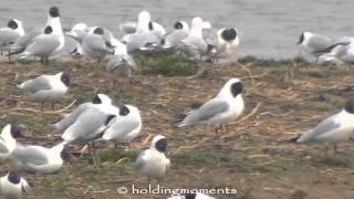 Black-headed Gull