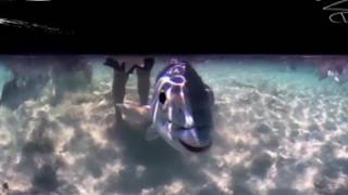 360 Feeding Fish Cayman Islands