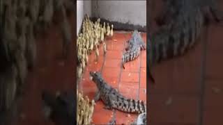 Crocodiles eat ducklings alive #shorts #video #viral #viralvideo #viralshorts