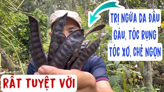 Bài thuốc tuyệt vời trị Da đầu viêm ngứa, Tóc gãy rụng xo chẻ ngọn. PHAN HẢI Vlog