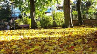 Herbst im Oranienpark