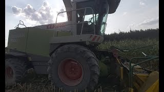 ☆Akcja Kukurydza 2019?!☆Claas/JD/MF/Zetor☆