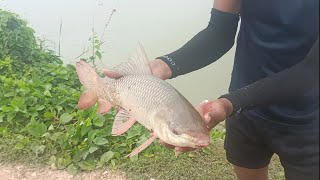 #fishing| catching types of fishes like Rohu and Talapia fishes with feeder fishing#feeder#rohu#fish