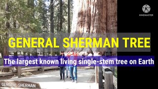 GENERAL SHERMAN TREE l The largest known living single-stem tree on earth l California