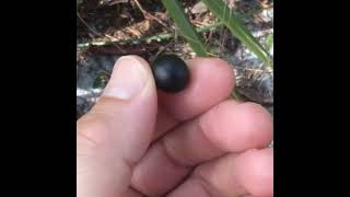 Eating Saw Palmetto Berry