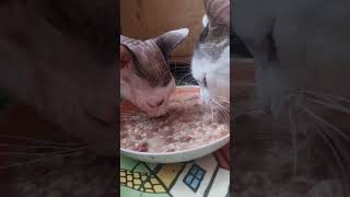 мои свинюшки котяшки