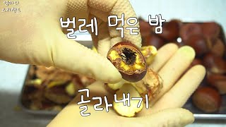 벌레 먹은 밤은 이렇게 골라내세요! 🌰