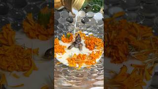 Krishna janmashtami 2024 puja Vidhi   Muhurat #shorts