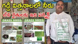 గడ్డి విత్తనాలు Grass seeds for dairy farms @MalleshAdla