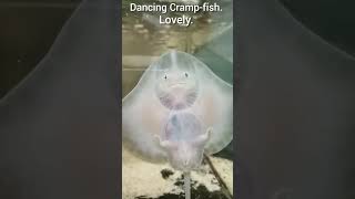 Have you seen a Dancing Cramp-fish? So lovely! #nature #cramp-fish