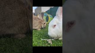 Flemish Giant Kelinci Raksasa Dengan Berat Bobot Bisa Mencapai 10kg #shortvideo #kelinci