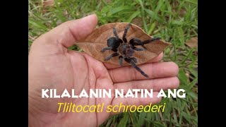 Kilalanin Natin Ang Mexican Black Velvet Tarantula