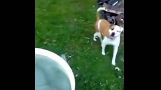 American Bulldog/ Nanny Dog Playing with his kids.